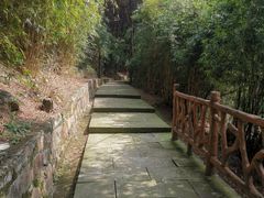 -铁山坪森林公园