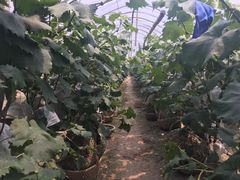 -马陆小张葡萄园农家乐