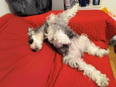 -帕帕拉兹宠物(亚洲旗舰店)