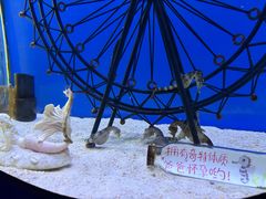 -海合安武汉极地海洋公园