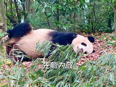 -成都大熊猫繁育研究基地