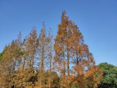 -上海滨江森林公园