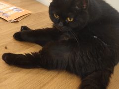 -滚猫咖啡·猫咖·猫友好撸猫(未来城店)