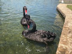 -行者书屋大堂吧 ·下午茶(南京圣和府邸酒店)