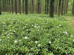 -黄海国家森林公园