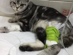 -康旭宠物医院(郑州总院)