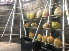 -都念榴莲·城市榴莲