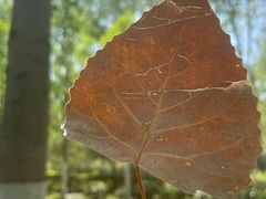 -合肥滨湖国家森林公园