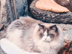 -喵屿·大理花园猫咖