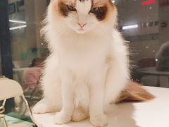 -怪兽屋·羊驼·猫咖·狗咖(俊华广场店)