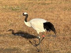 -盐城丹顶鹤湿地生态旅游区