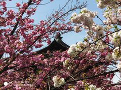 -西安青龙寺遗址景区