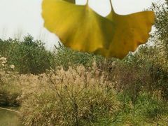 -白鹭湾湿地公园