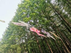 -日照海滨国家森林公园