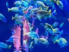 -海合安武汉极地海洋公园