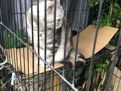 -海边的猫和咖啡馆