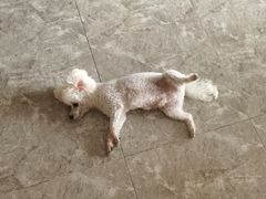 -东莞宠友24H宠物中心医院·转诊夜诊·异宠(新河北路院)