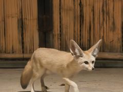 -清迈夜间动物园