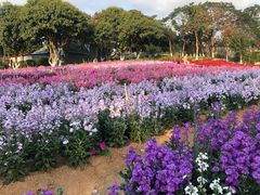 -松山湖梦幻百花洲