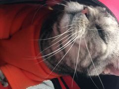 -纳吉亚猫专科动物诊疗中心(蒋宅口分院)