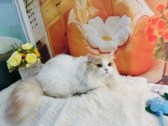 -爱洗澡的猫(望京店)