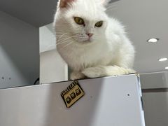 -喵的天空名猫咖啡馆·撸猫·猫舍·用品