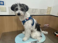 -米苏动物医院·犬猫专科·骨科外科内窥镜