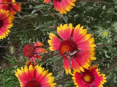 -济南国际园博园