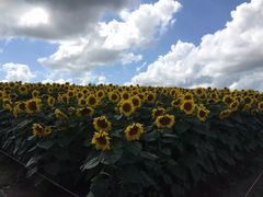 -富田农场