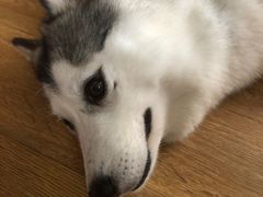 -Husky Go! 哈士奇体验馆·宠物咖啡厅狗咖