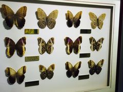 -上海昆虫博物馆