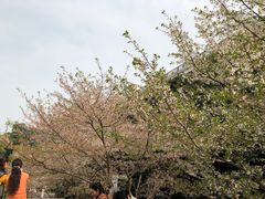 -武汉大学-樱园