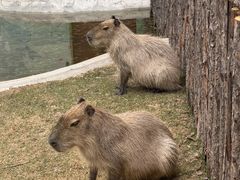 -鄂尔多斯野生动物园