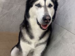 -北京派仕佳德动物医院·超导核磁·CT·神经科·骨科·内外科·急重症管理中心