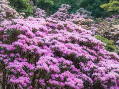 -梧桐山风景名胜区