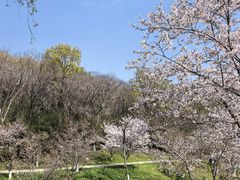 -羊山湖公园