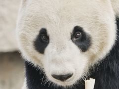 -上海野生动物园