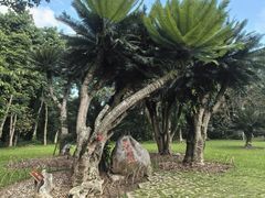 -中国科学院西双版纳热带植物园