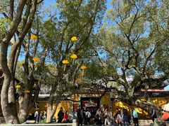 -普陀山慧济禅寺