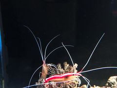 -暹罗海洋世界