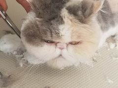 -北京观赏动物医院·24小时大型综合·猫专科·异宠专科