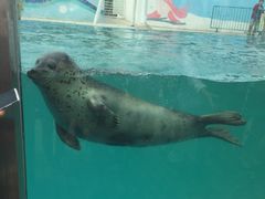 -北戴河圣蓝海洋公园