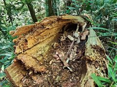 -天目山大树王景区