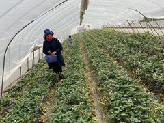 -小鱼草莓采摘园农家乐·小鱼餐厅
