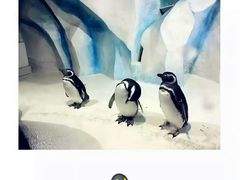 -皇家极地海洋世界售票处