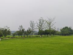 -洋湖国家湿地公园