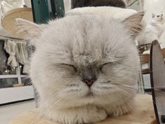 -共舞时光猫咖·狗咖(新街口店)