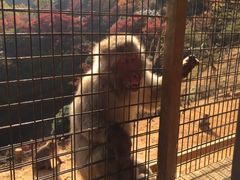 -岚山猴子公园