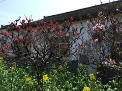 -南汇桃花村