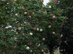 -白鹭湾湿地公园